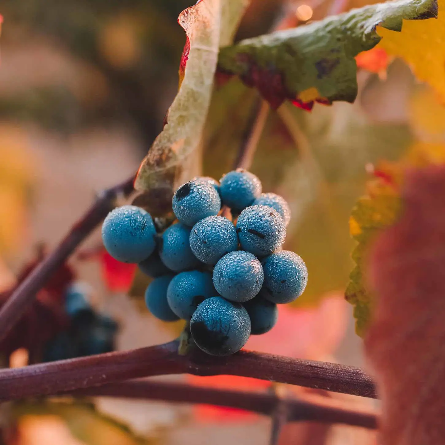 Organically farmed vineyard rows
