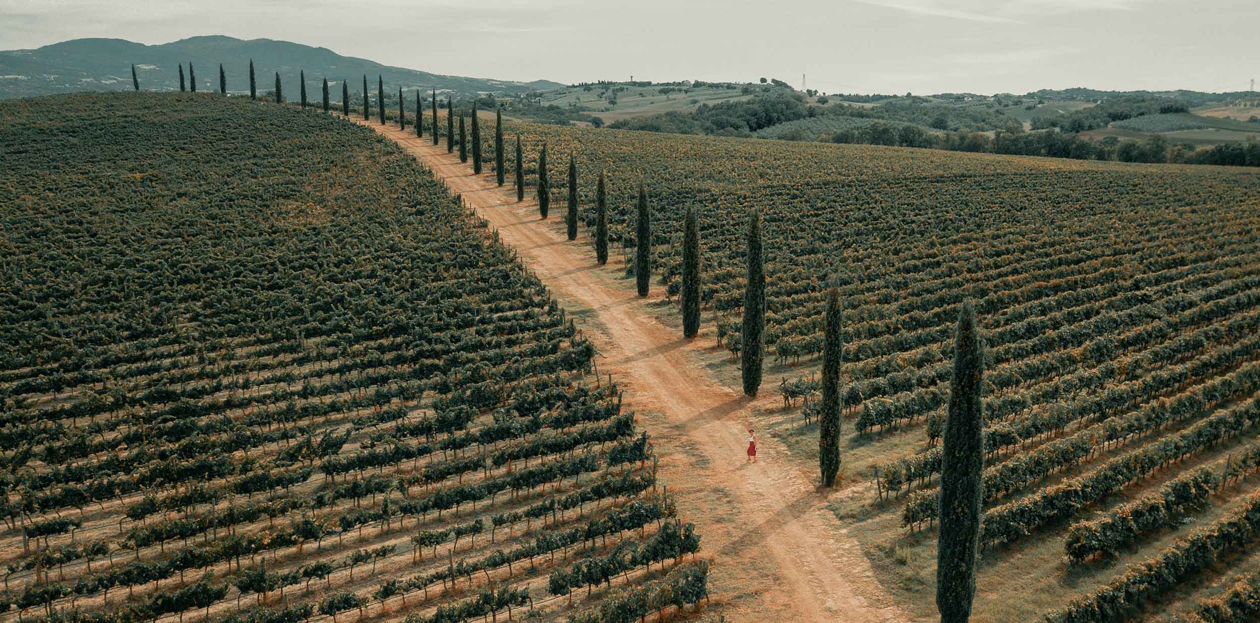 Vineyard rows stretching to the hills