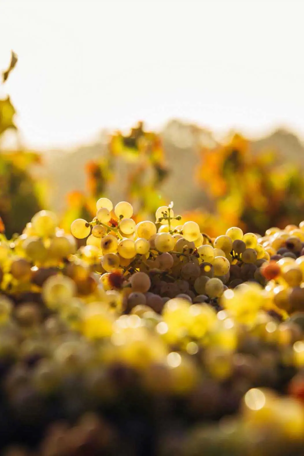 Hand-harvested grapes on the vine