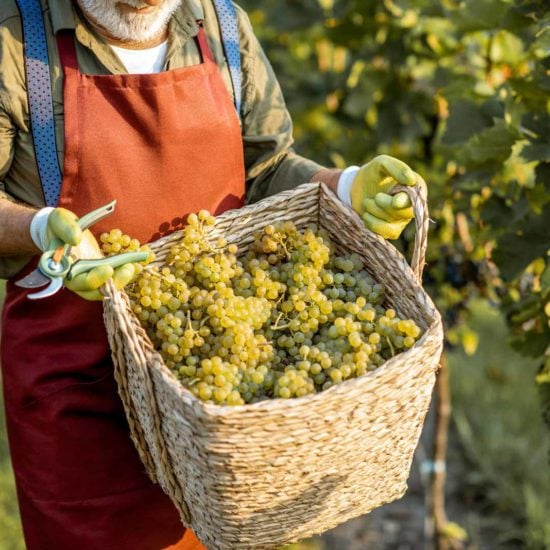 Older man picking grapes in the estate vineyard