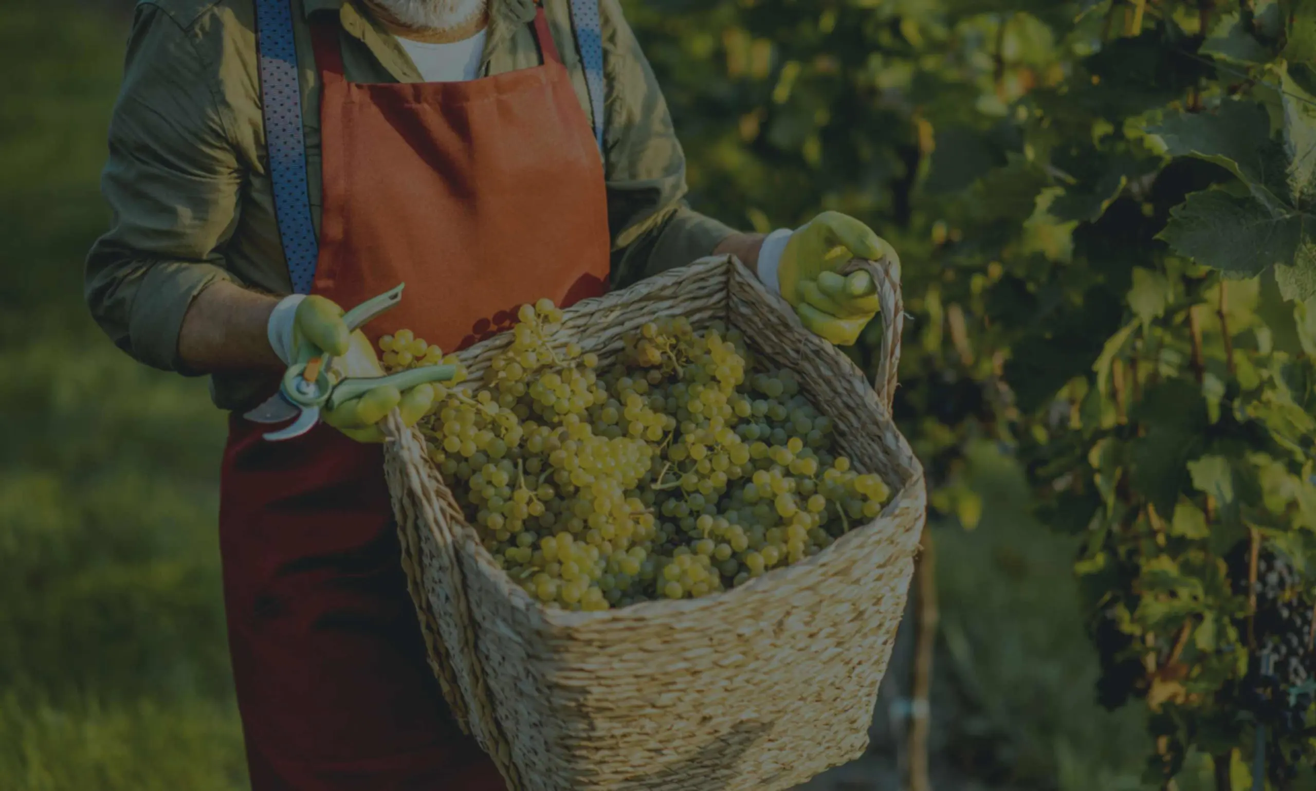 Old winemaker picking grapes