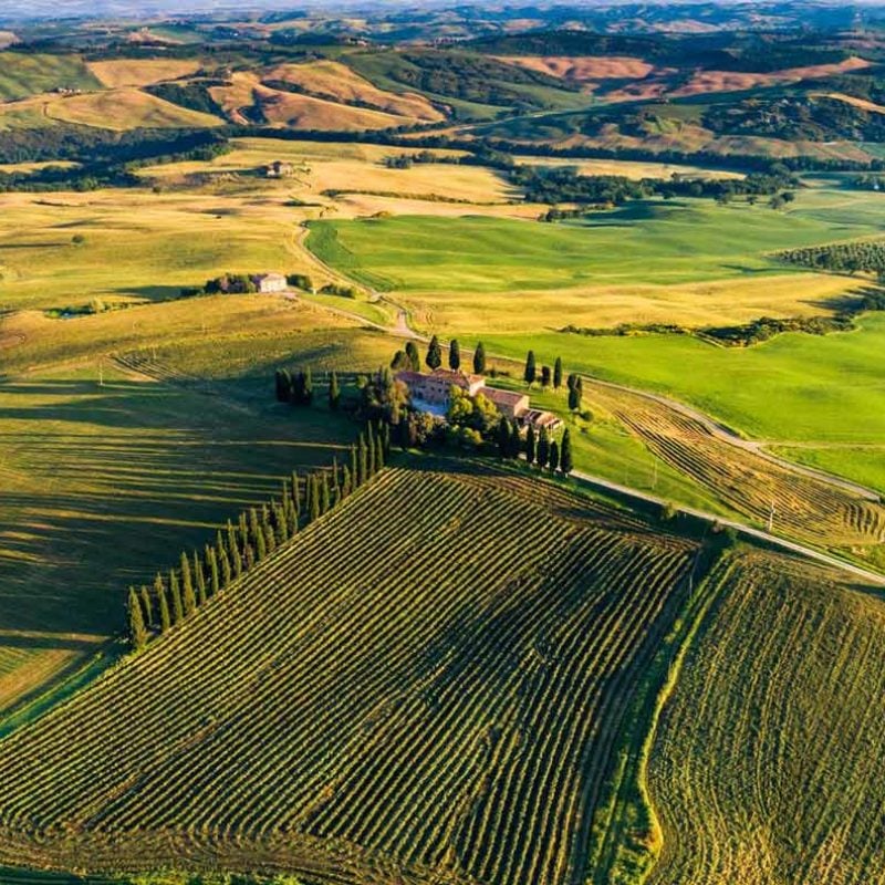 Sunlit valley rows stretching to the hills
