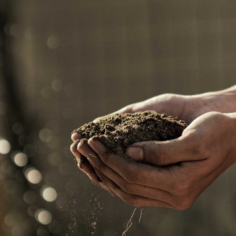 Rich vineyard soil in the hand