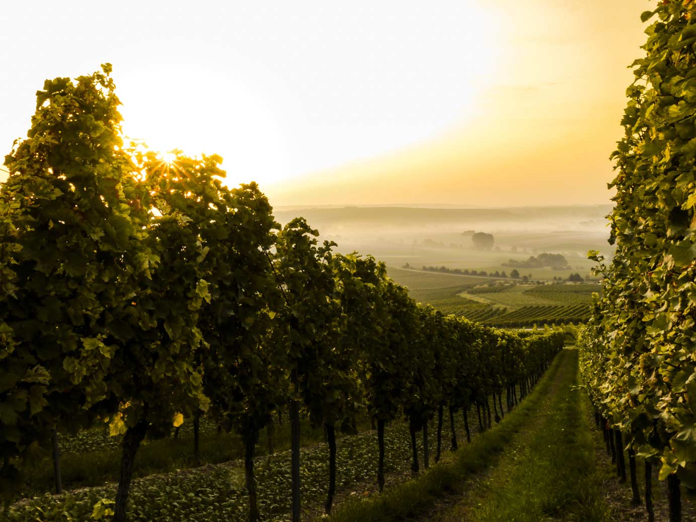 Vineyard valley at sunrise
