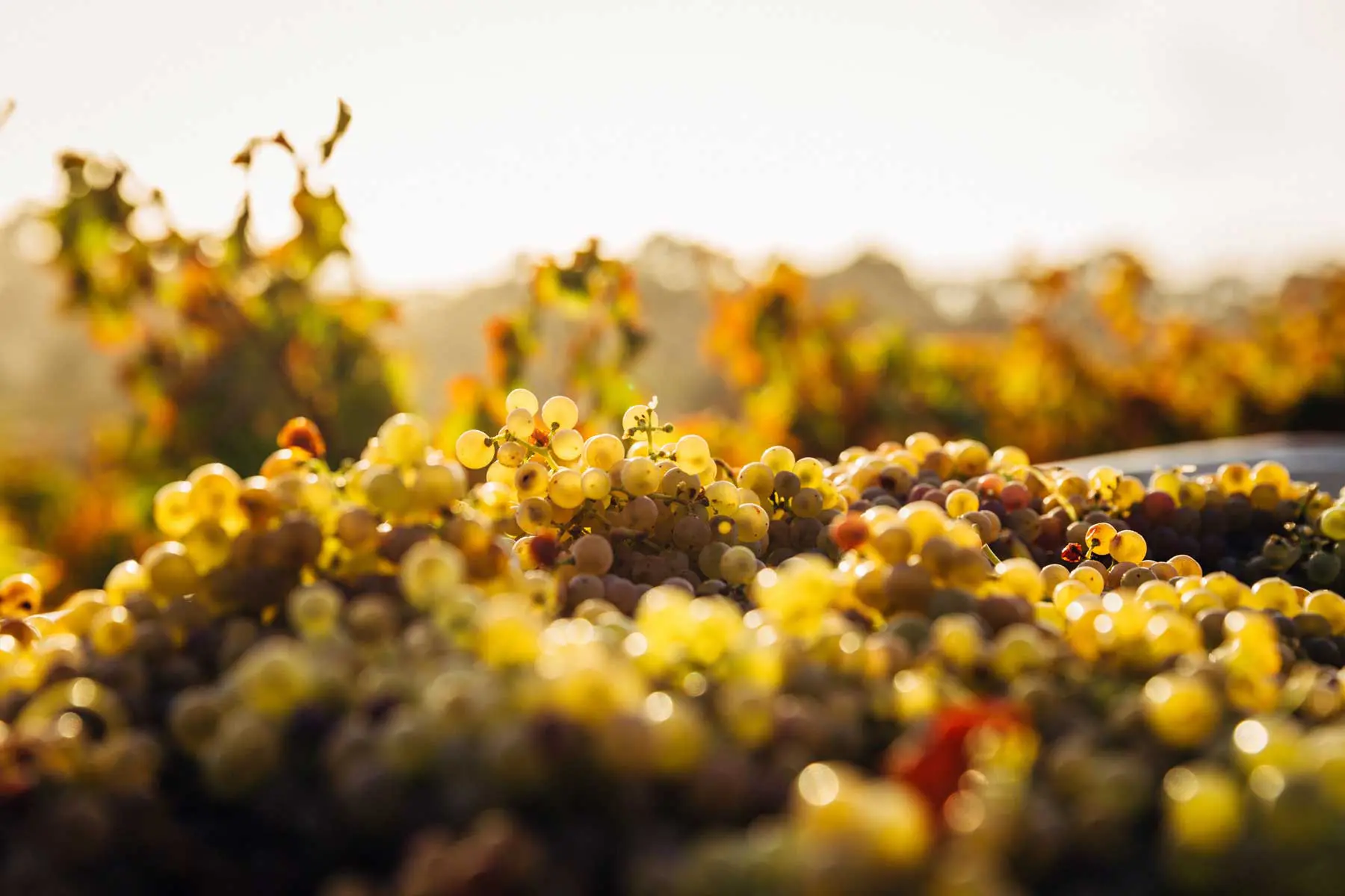 Clusters of ripe grapes on the vine